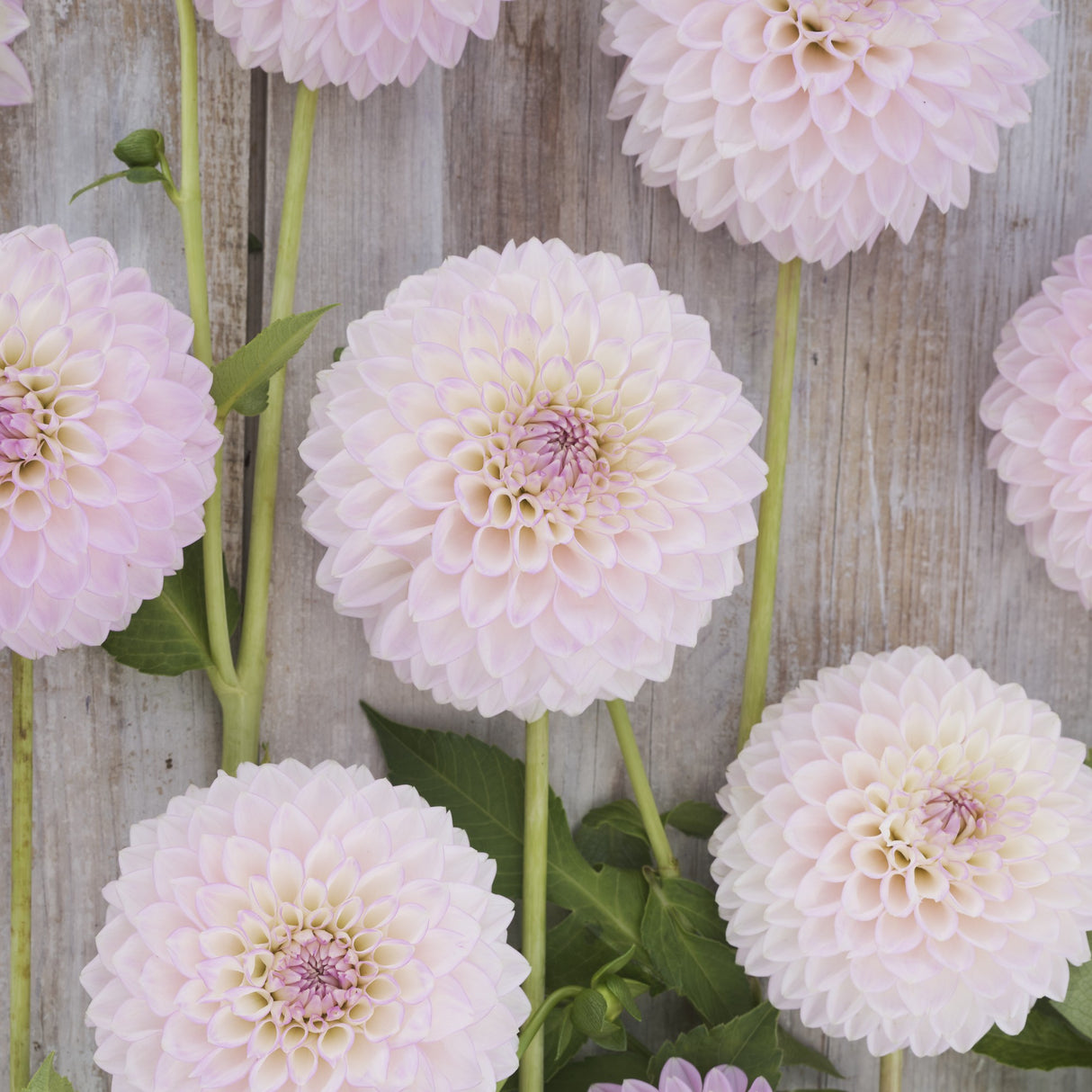 Dahlia 'Sefton Silvertop'