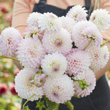 Dahlia 'Sefton Silvertop'