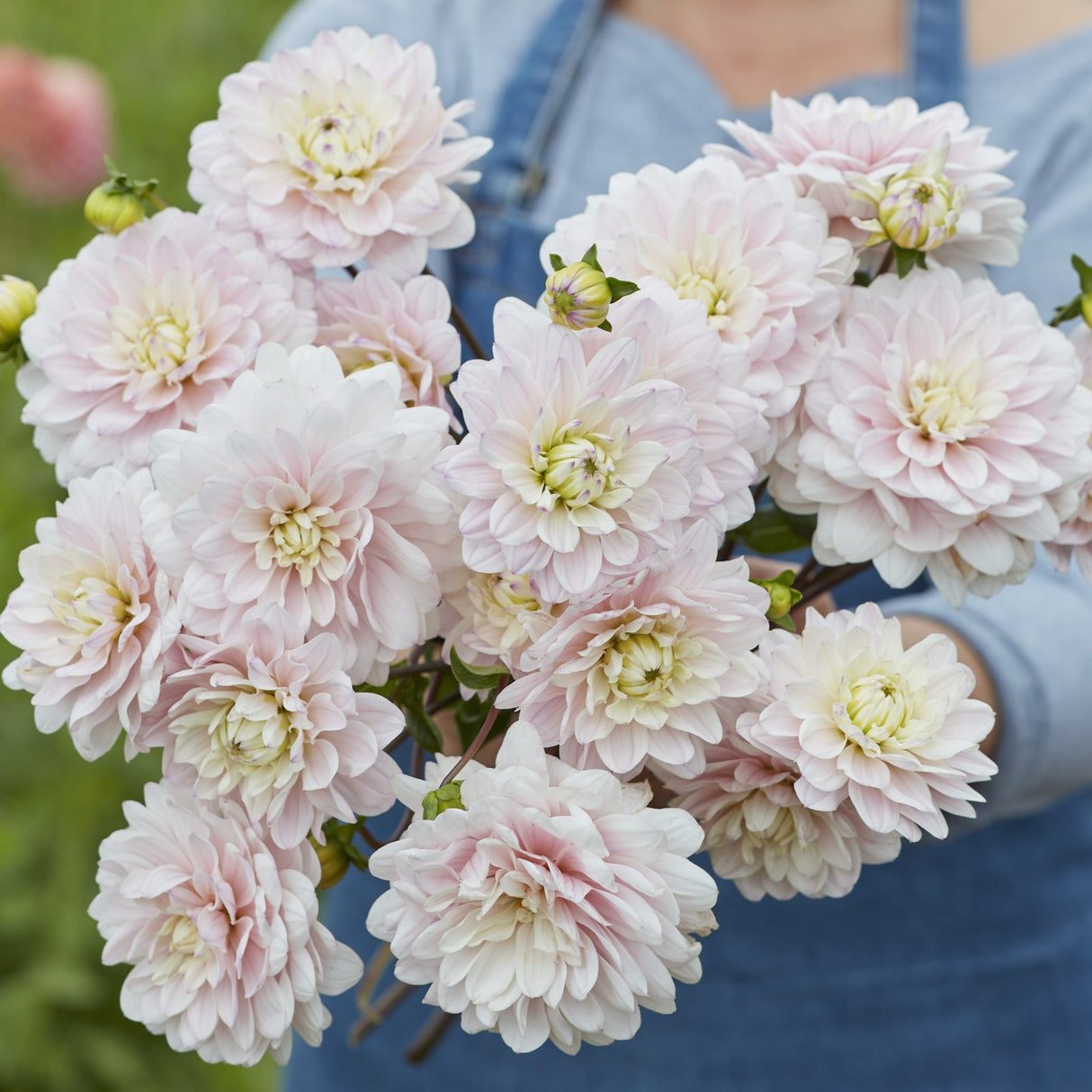 Dahlia 'Silver Years'
