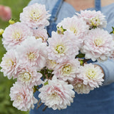 Dahlia 'Silver Years'