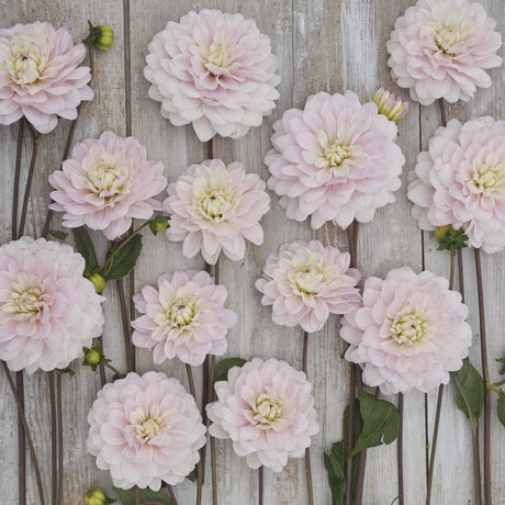 Dahlia 'Silver Years'