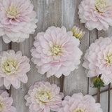 Dahlia 'Silver Years'