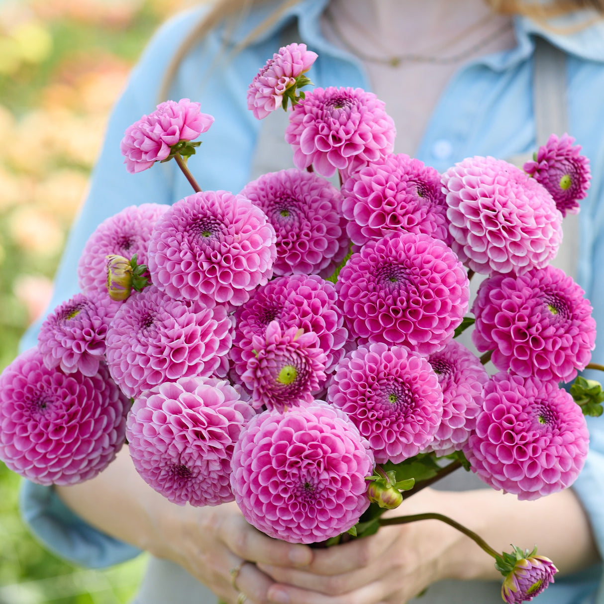 Dahlia 'Sir Richard'