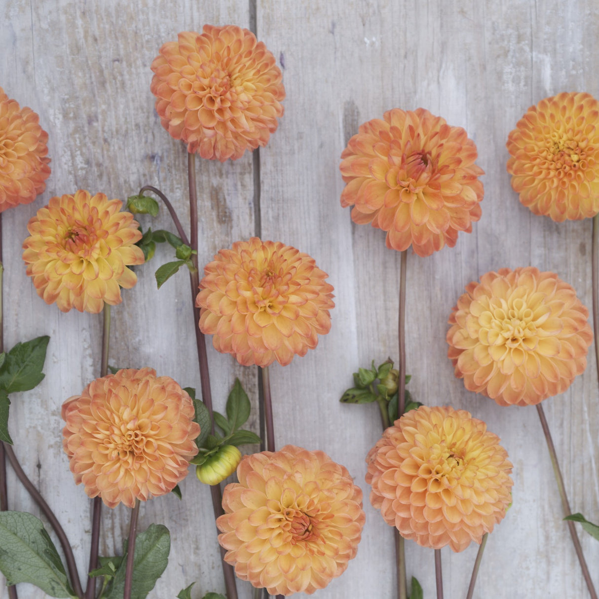 Dahlia 'Souvenir d'Ete'