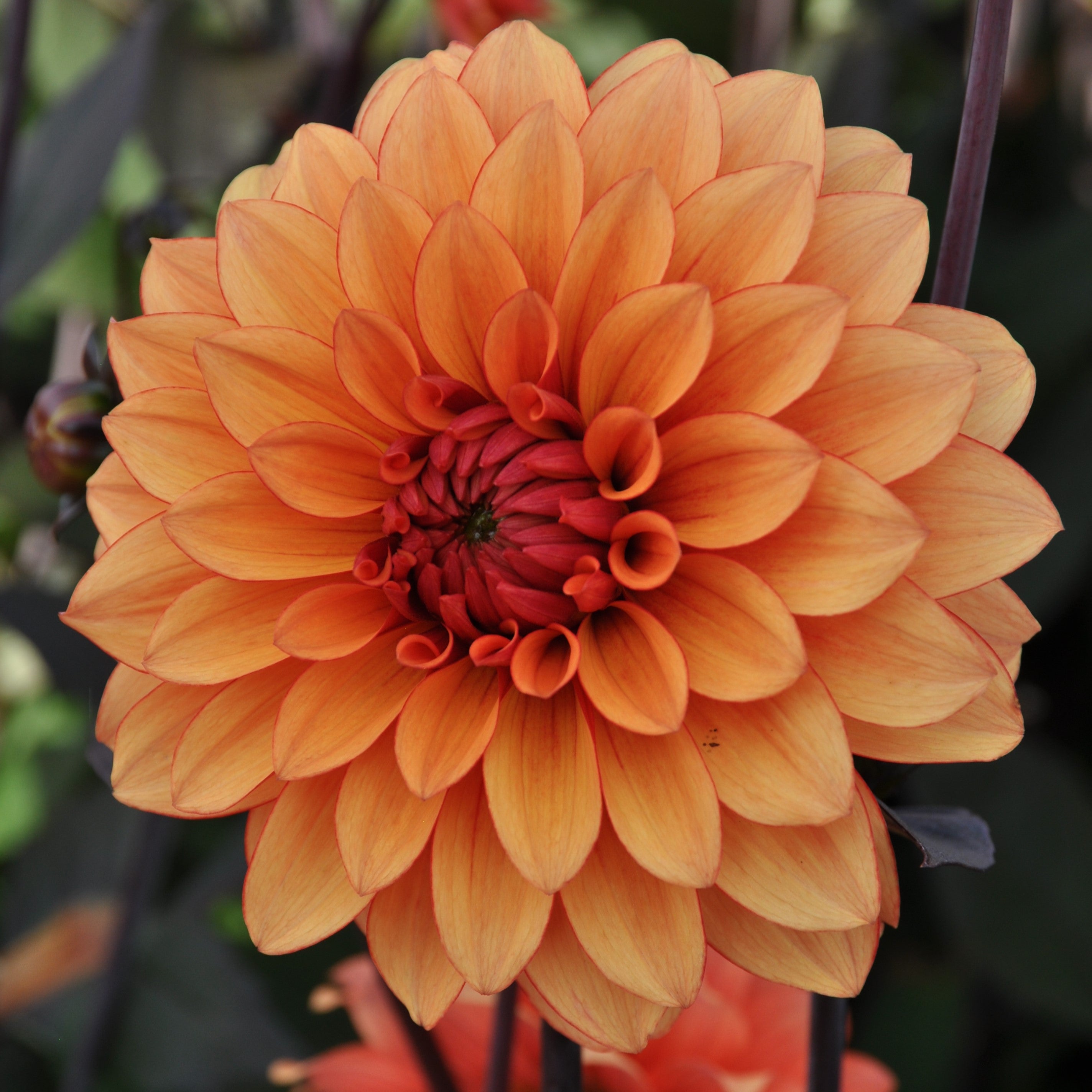 Dahlia 'Statue of Orange'