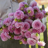 Dahlia 'Stolze von Berlin'