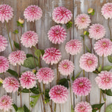 Dahlia 'Strawberry Cream'