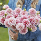 Dahlia 'Strawberry Cream'