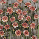 Dahlia 'Striped Nagano'