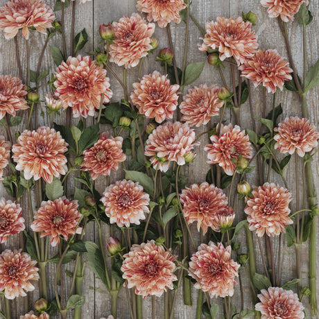 Dahlia 'Striped Nagano'