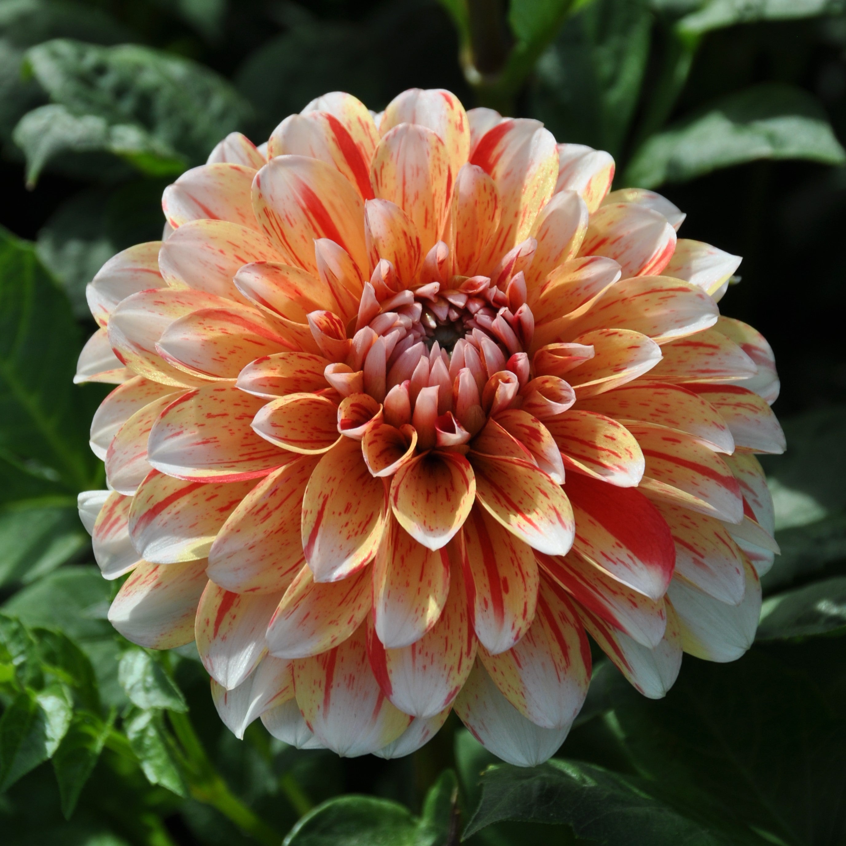 Dahlia 'Striped Nagano'