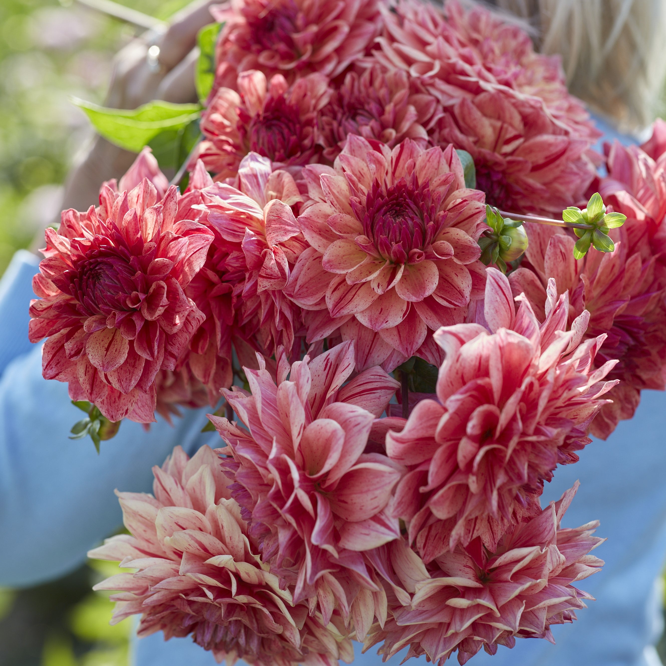 Dahlia 'Sturm Princess'