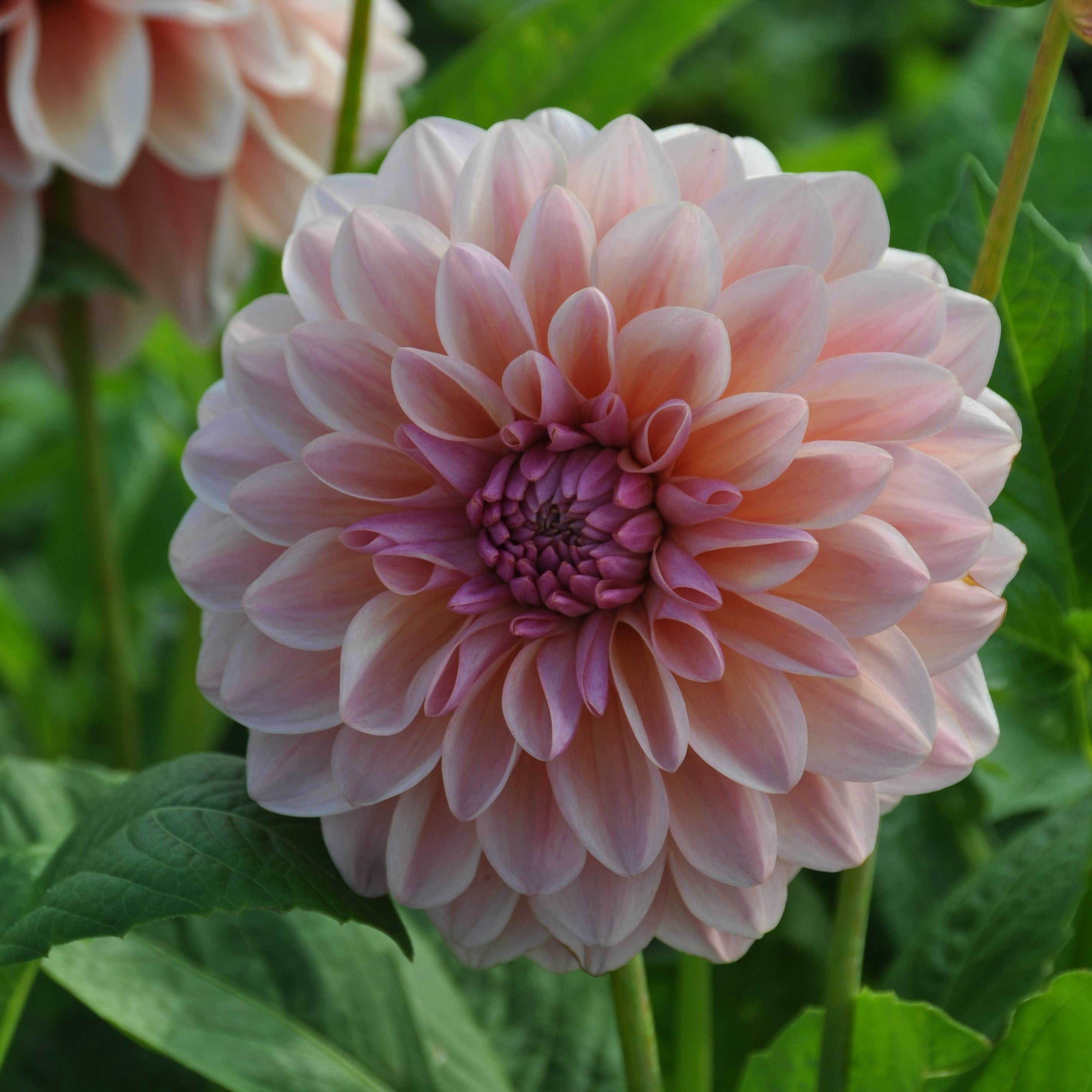 Dahlia 'Sturm Sweet Maria'