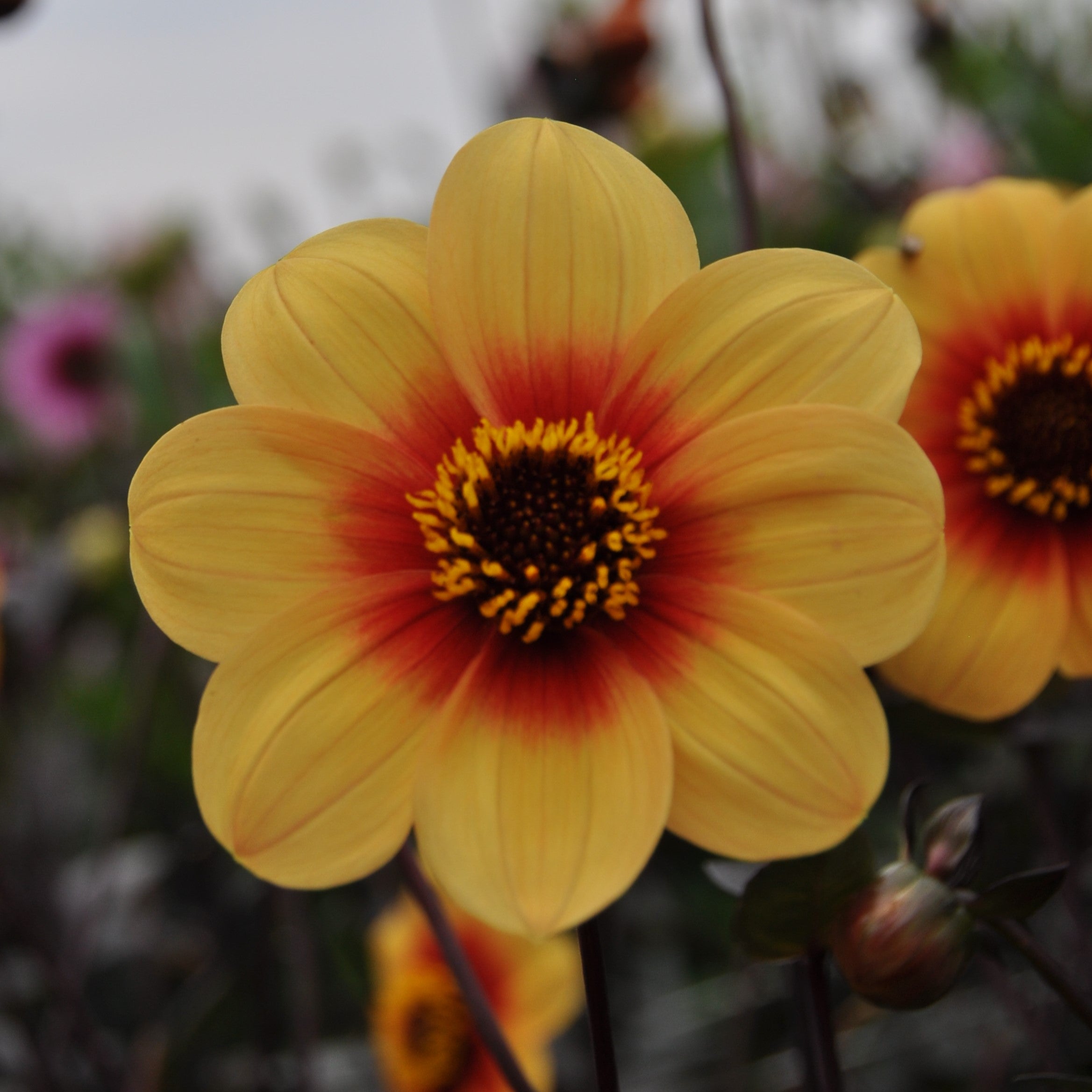 Dahlia 'Sunshine'