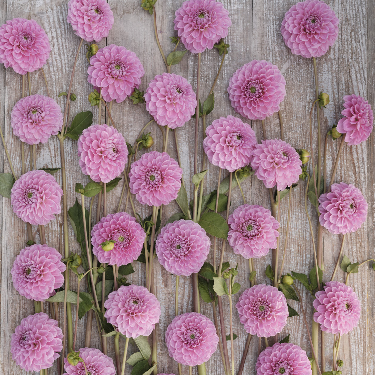 Dahlia 'Sweet Fabienne'