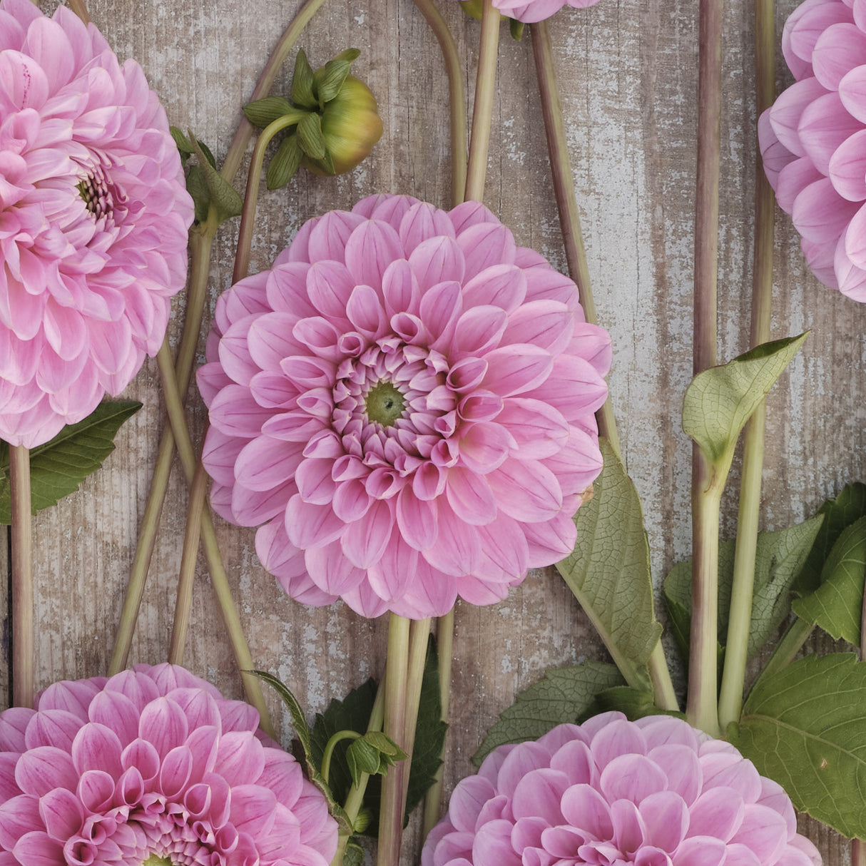 Dahlia 'Sweet Fabienne'