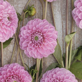 Dahlia 'Sweet Fabienne'