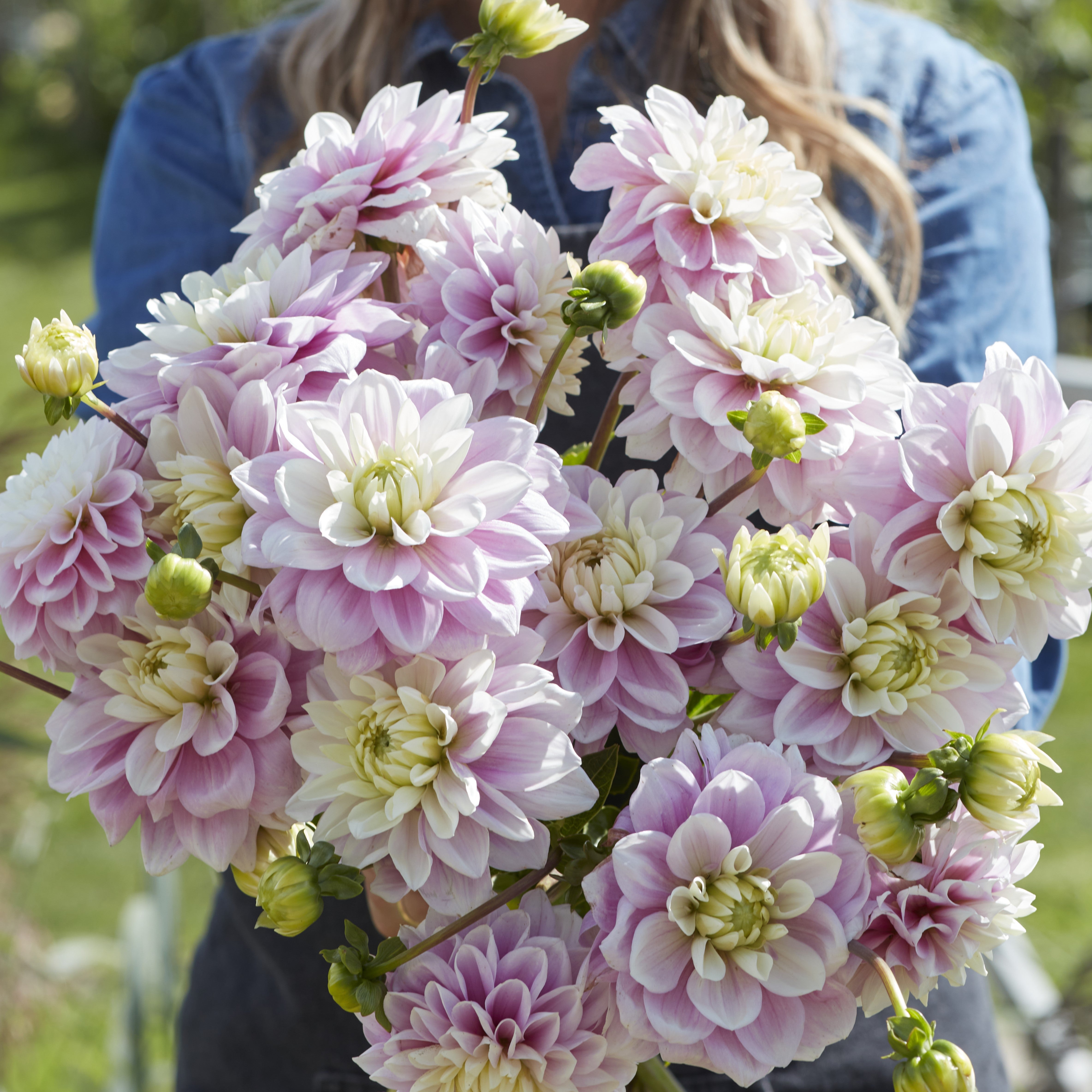 Dahlia 'Sweet Lucille'