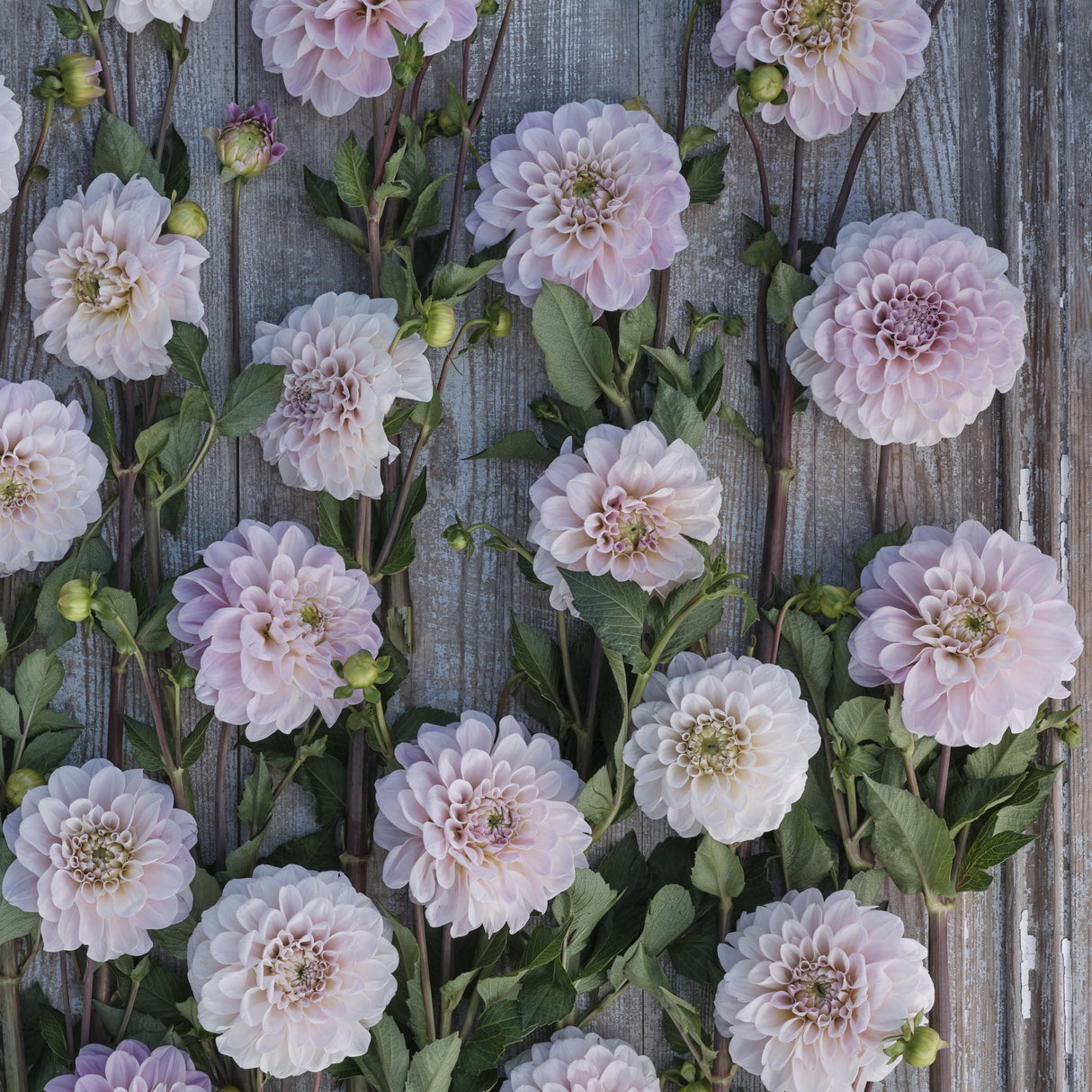 Dahlia 'Sweet Nathalie'
