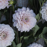 Dahlia 'Sweet Nathalie'