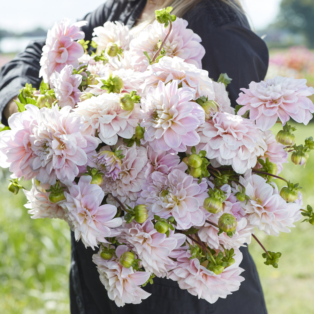 Dahlia 'Sweet Nathalie'