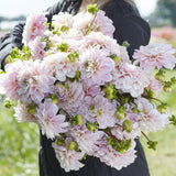 Dahlia 'Sweet Nathalie'