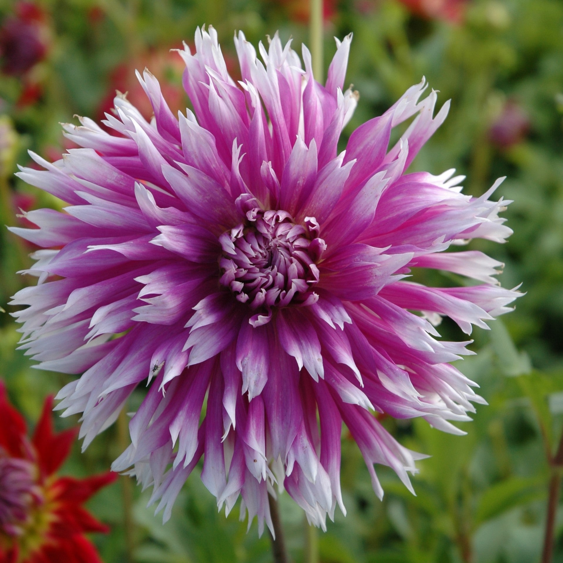 Dahlia 'Table Dancer'