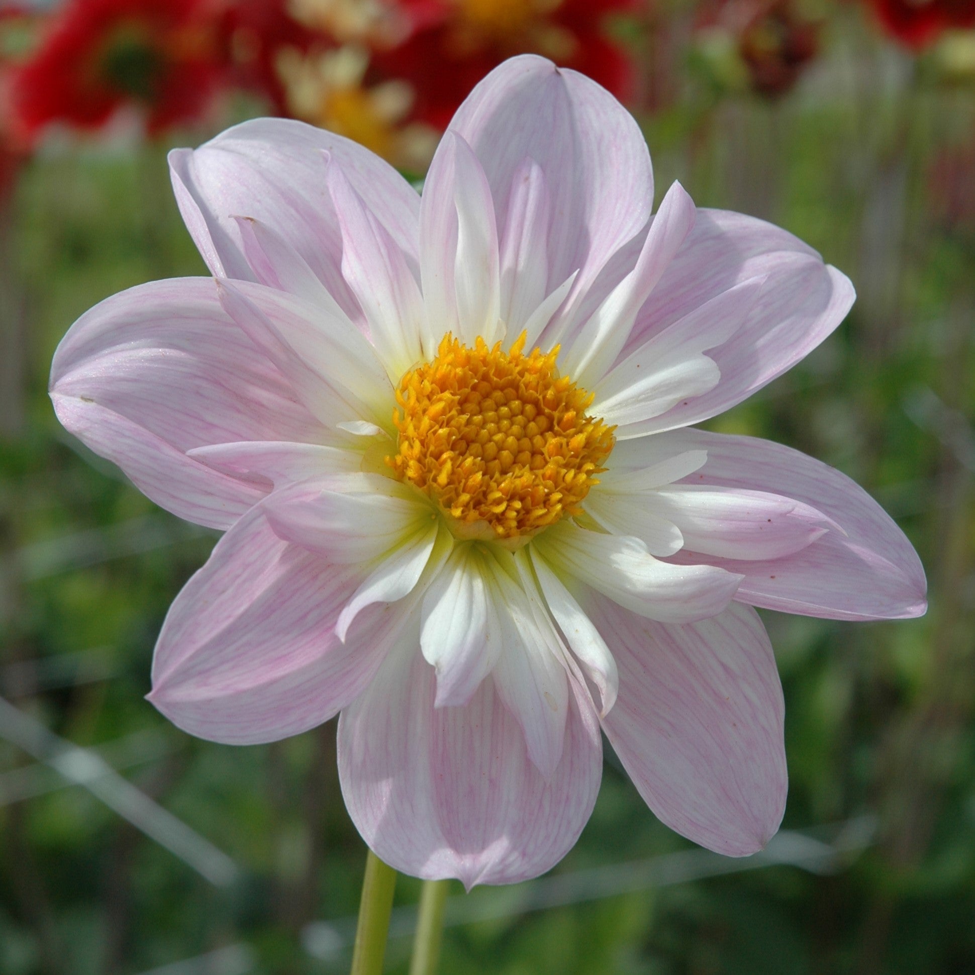 Dahlia 'Teesbrooke Audrey'