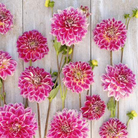 Dahlia 'Temple of Beauty'