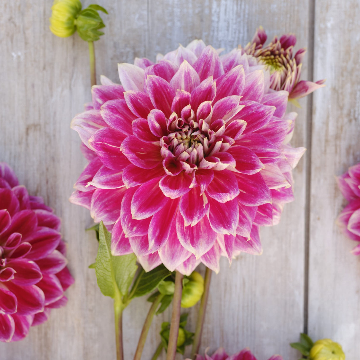 Dahlia 'Temple of Beauty'