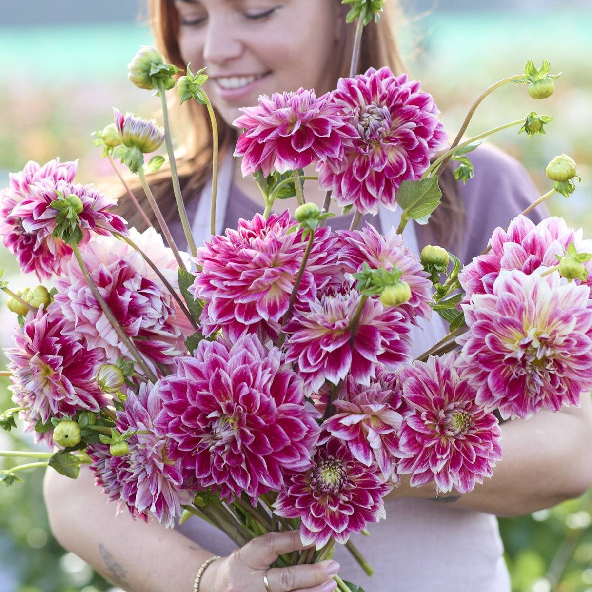 Dahlia 'Temple of Beauty'