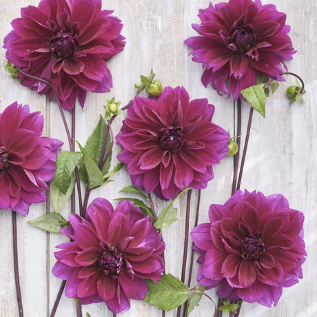 Dahlia 'Thomas Edison'