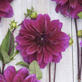 Dahlia 'Thomas Edison'