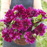 Dahlia 'Thomas Edison'