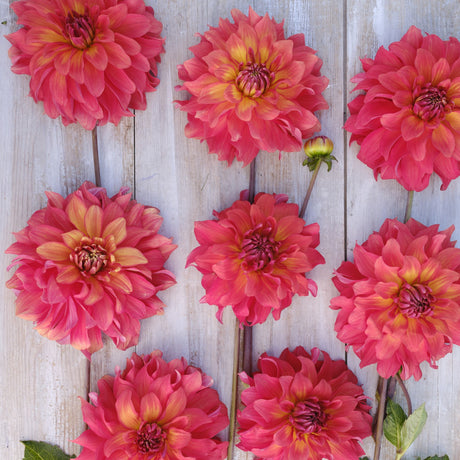 Dahlia 'Titan Lighthouse'