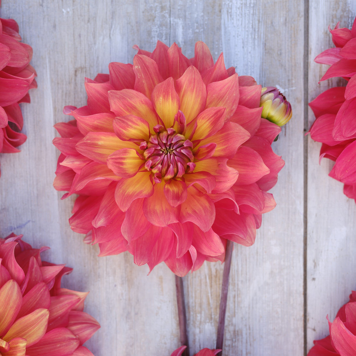 Dahlia 'Titan Lighthouse'