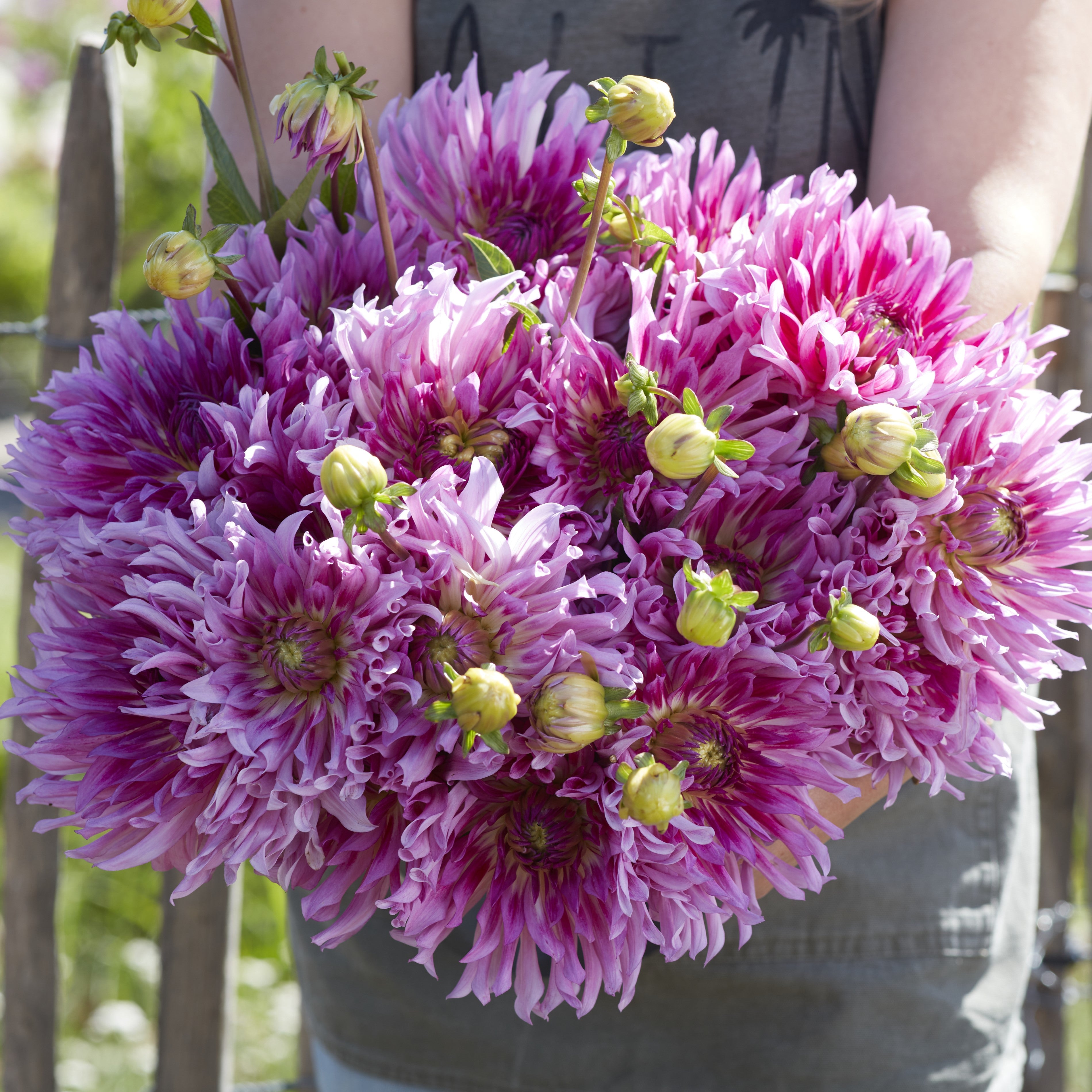 Dahlia 'Torsade'