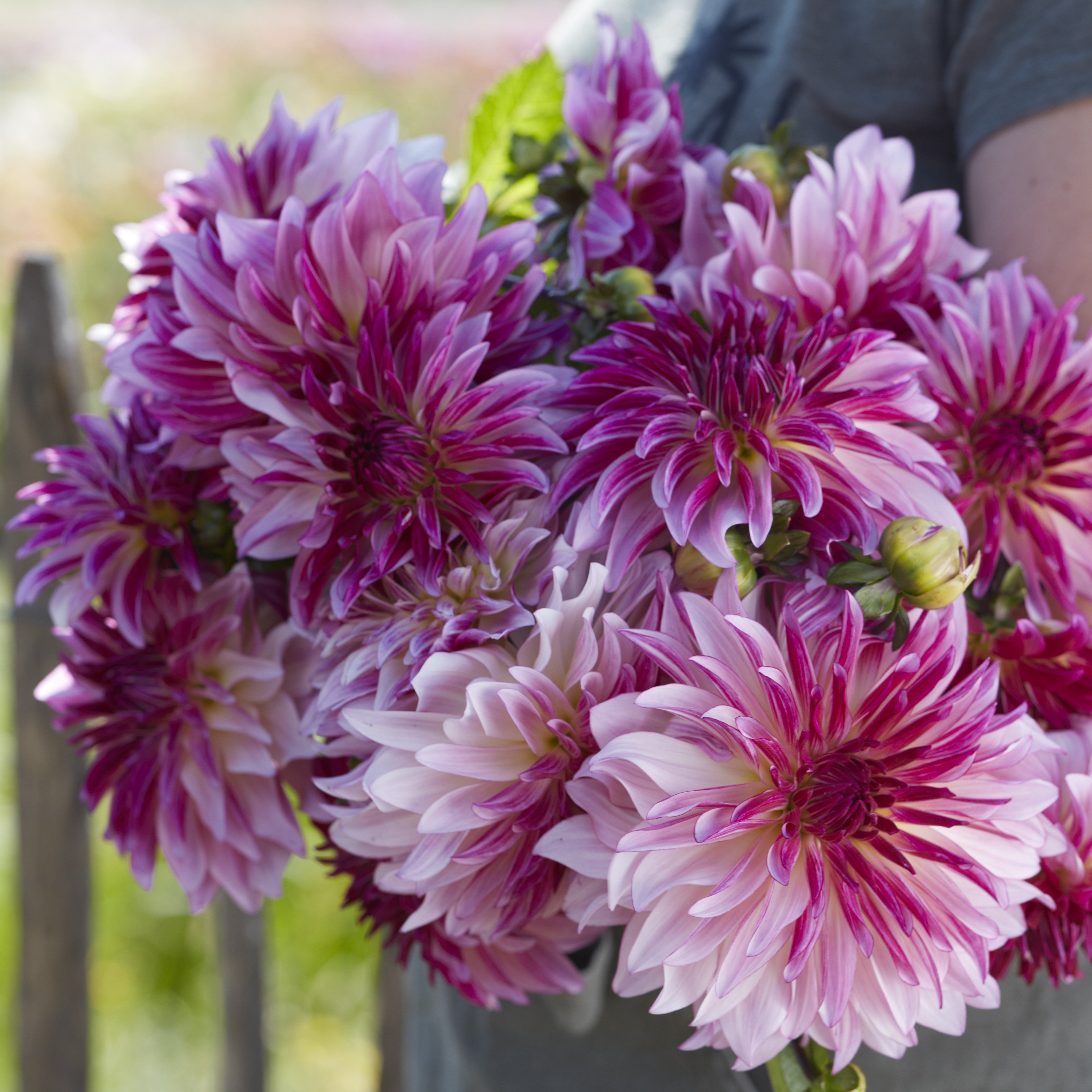 Dahlia 'Violet Dance'