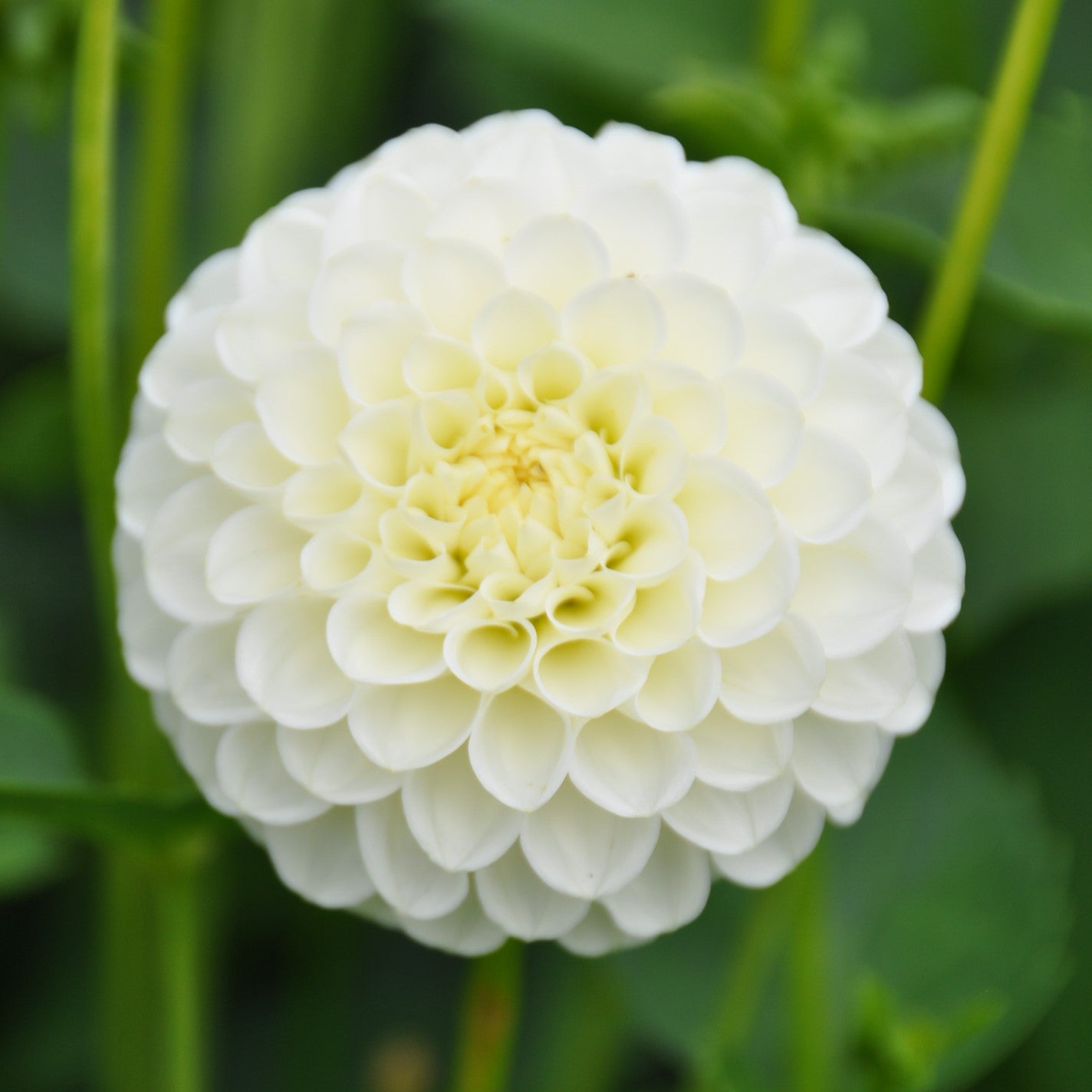 Dahlia 'White Aster'