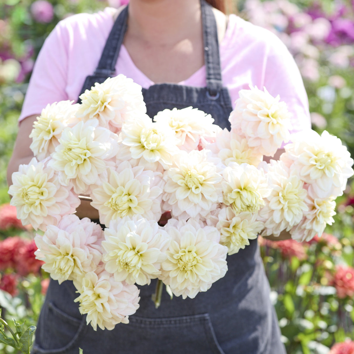 Dahlia 'White Cream'