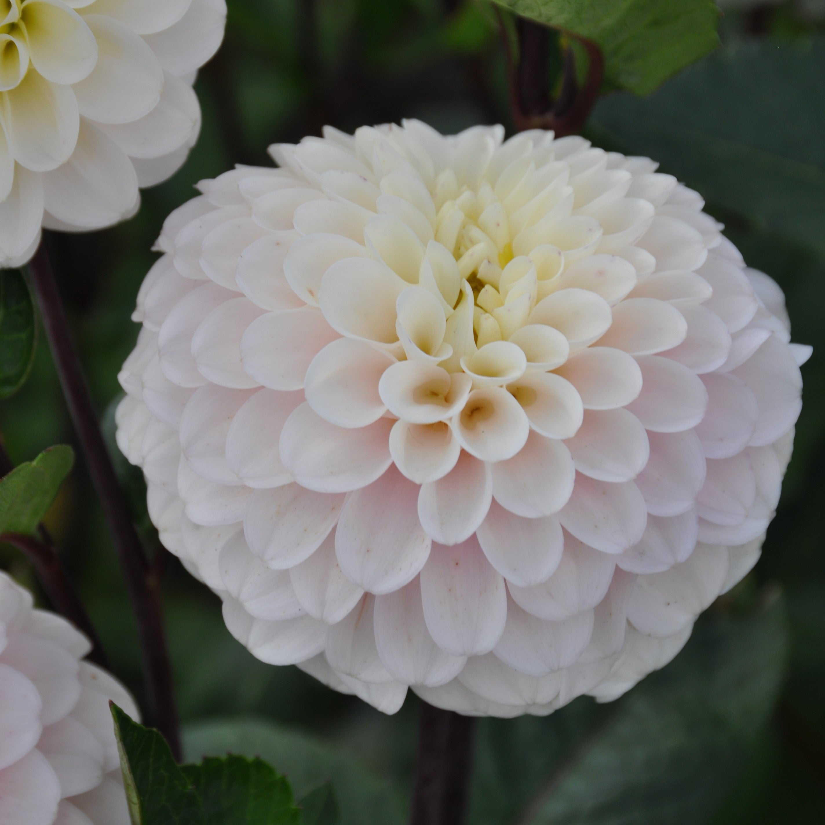 Dahlia 'White Isa'