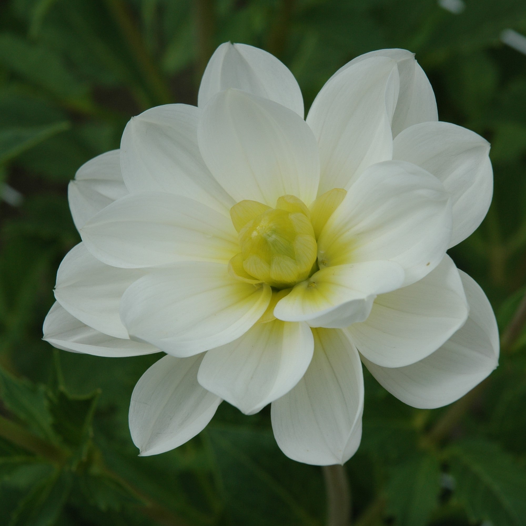 Dahlia 'White Onesta'