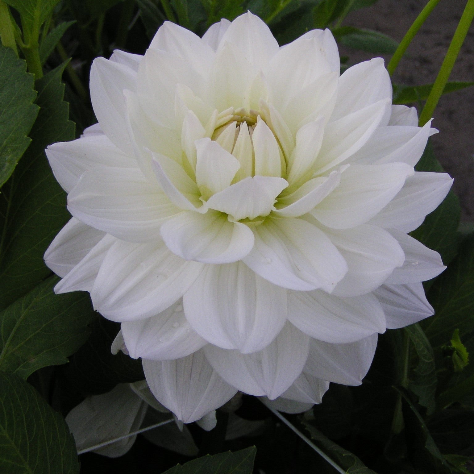 Dahlia 'White Swan'