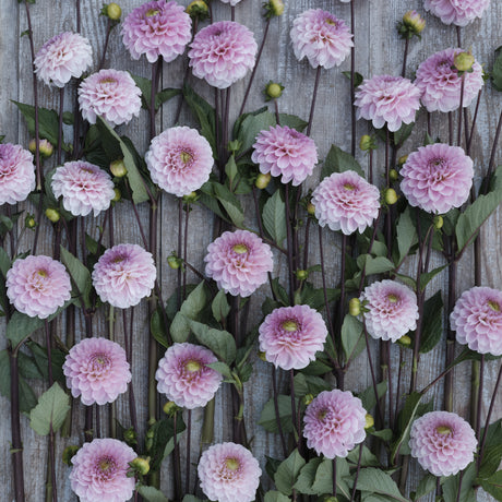 Dahlia 'Wizard of Oz'