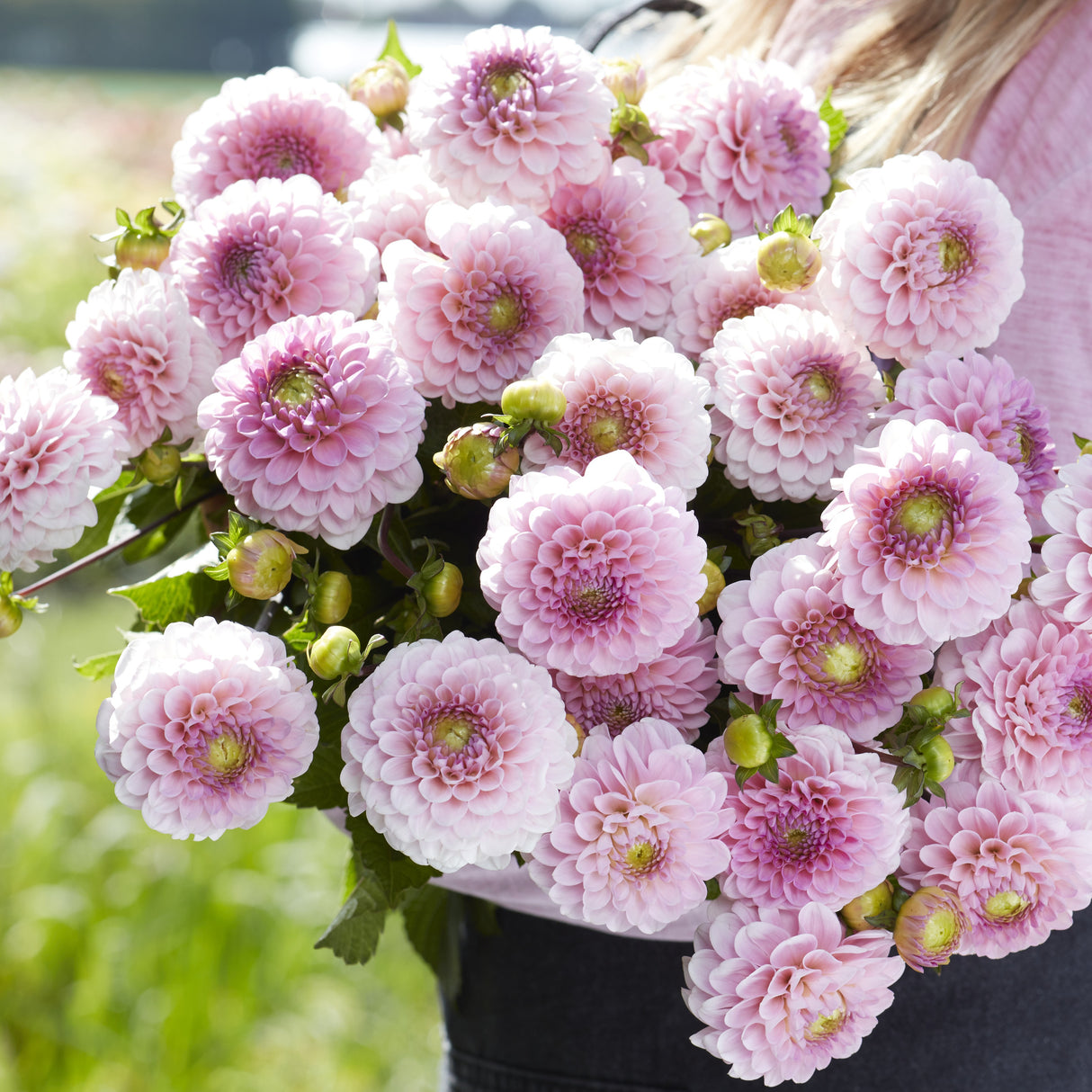 Dahlia 'Wizard of Oz'