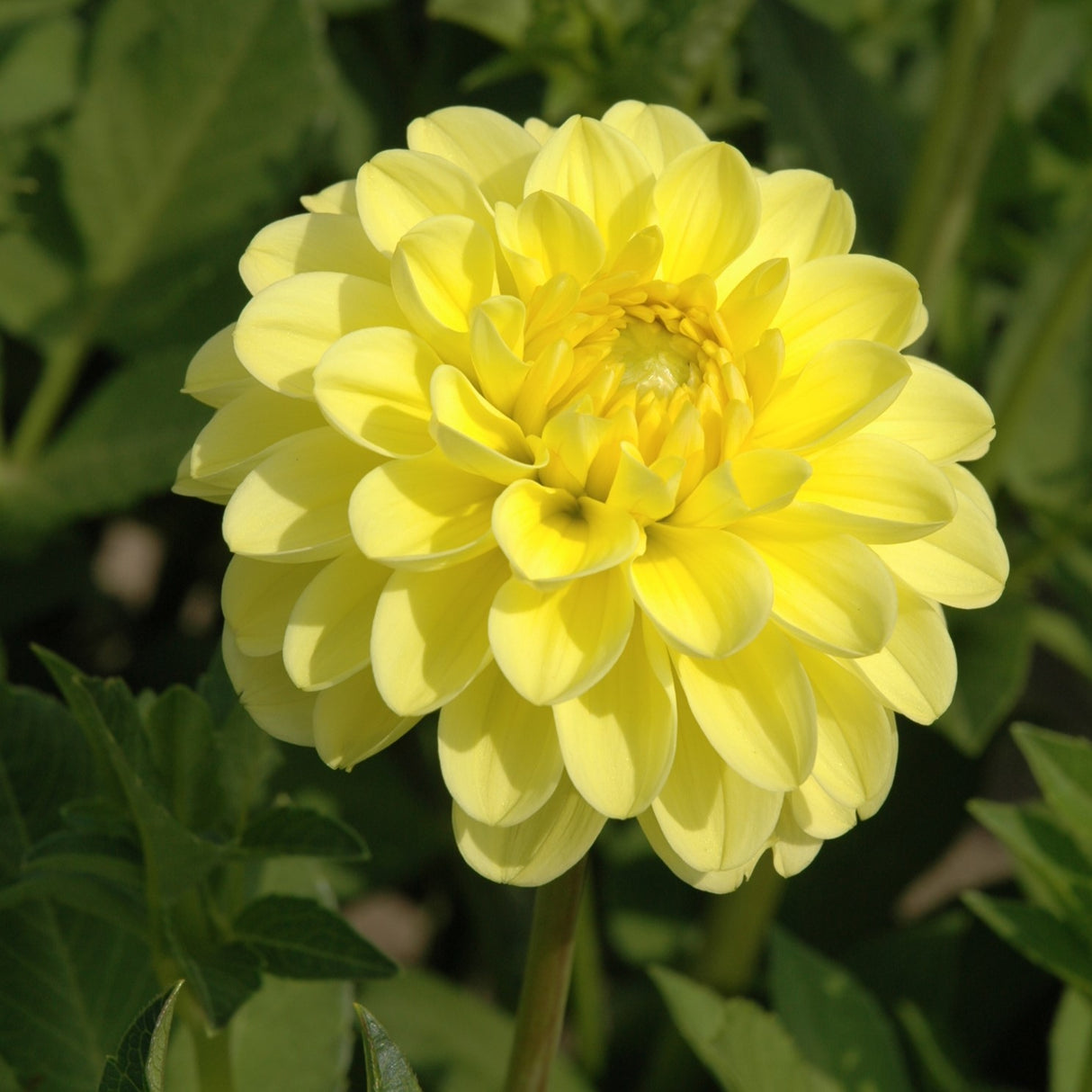 Dahlia 'Yellow Heaven'