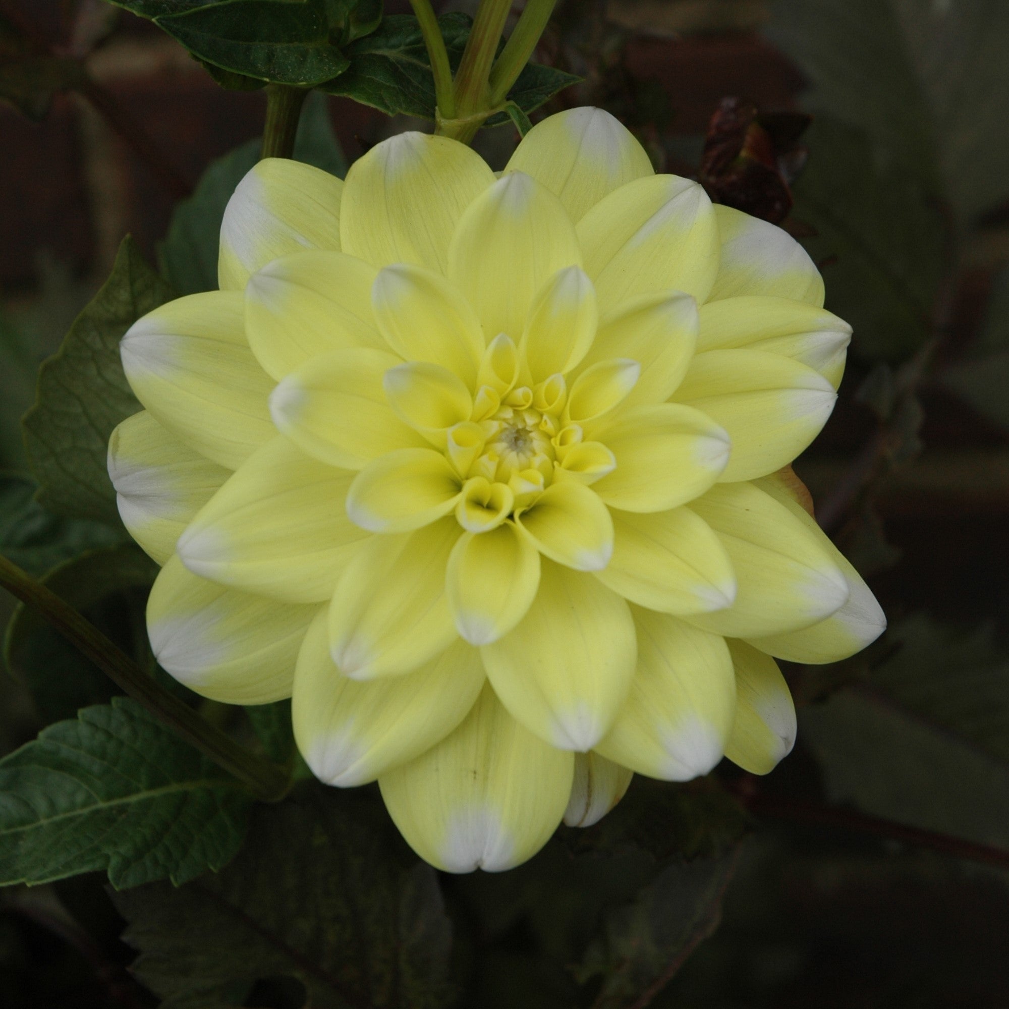 Dahlia 'Yellow Perception'