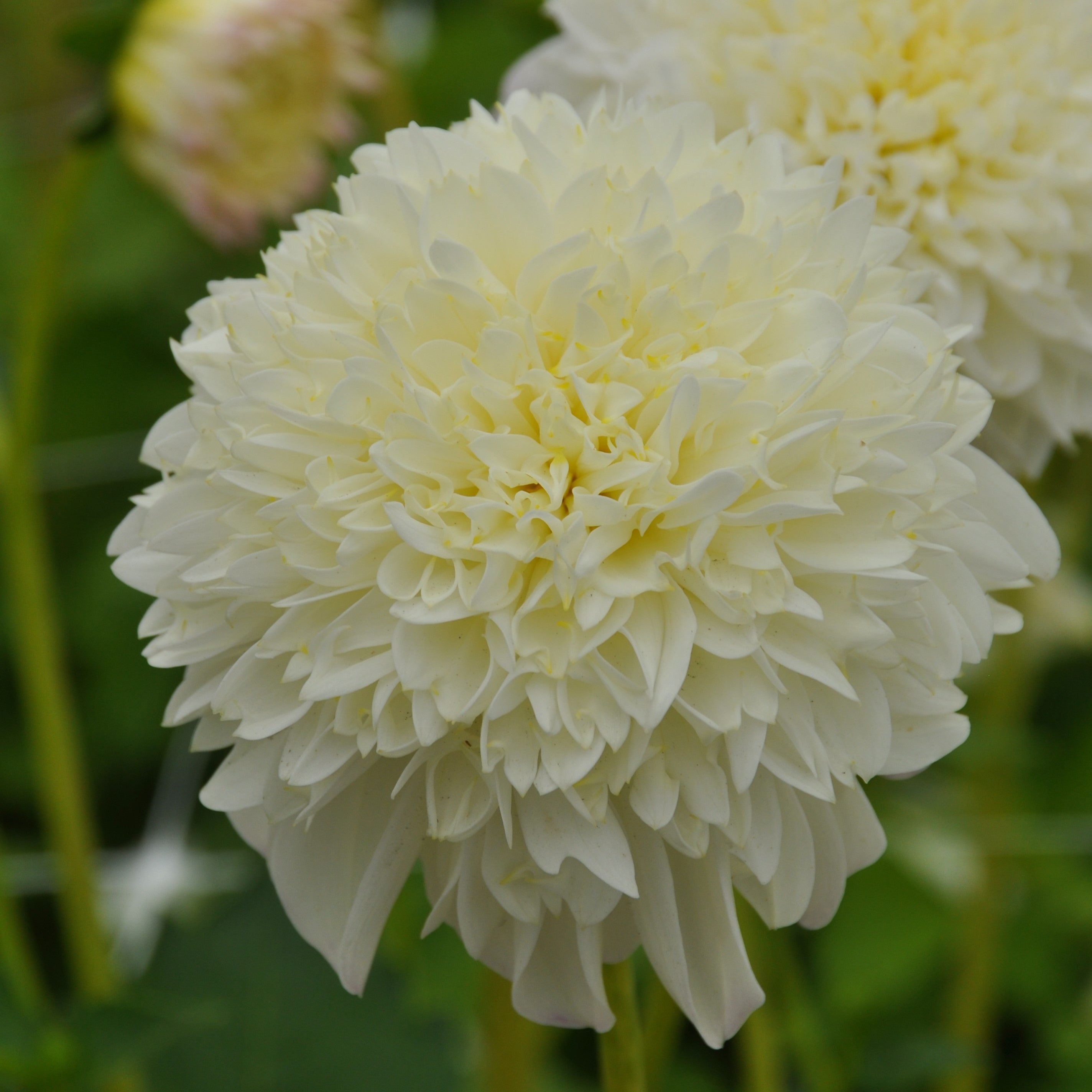 Dahlia 'Zahra'