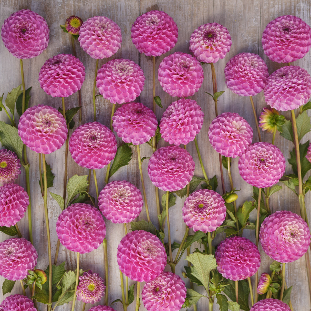 Dahlia 'Zippity Do Da'