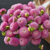 Dahlia 'Zippity Do Da'